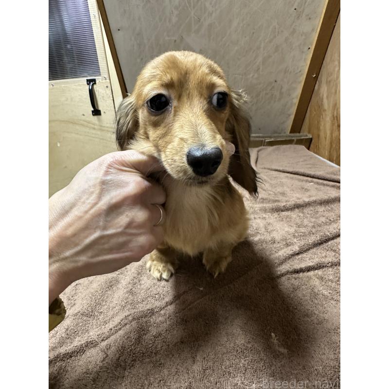 販売中の青森県のミニチュアダックスフンド(ロングヘアード)-445464の2枚目