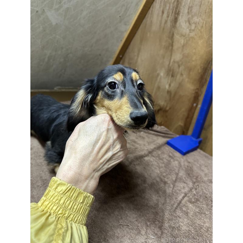 販売中の青森県のミニチュアダックスフンド(ロングヘアード)-445465の1枚目