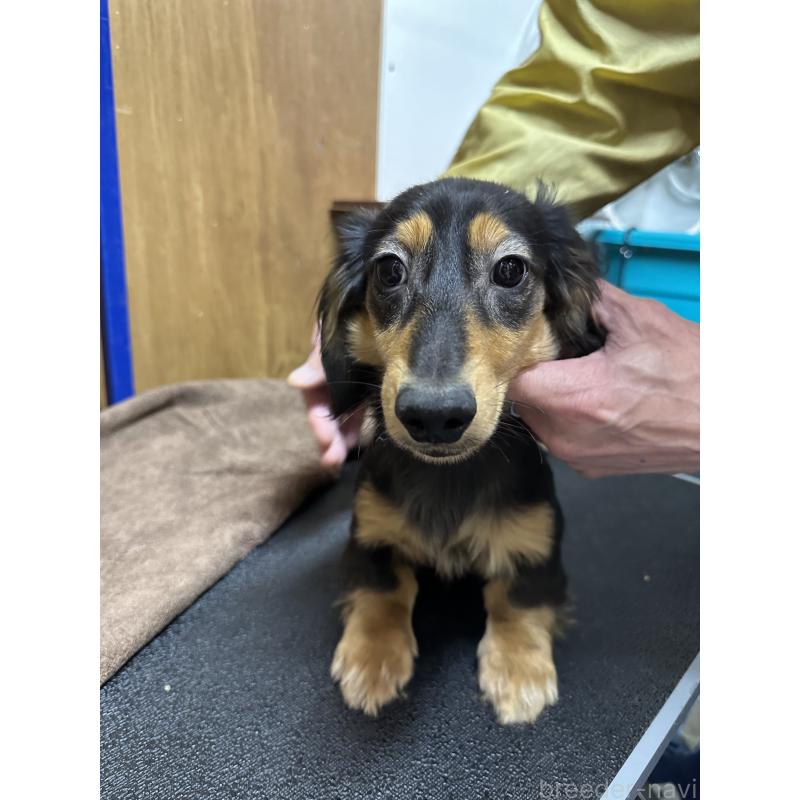 販売中の青森県のミニチュアダックスフンド(ロングヘアード)-445465の4枚目