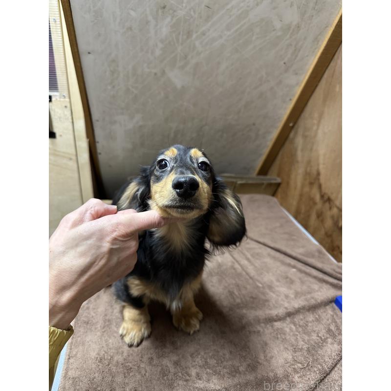 販売中の青森県のミニチュアダックスフンド(ロングヘアード)-445465の3枚目