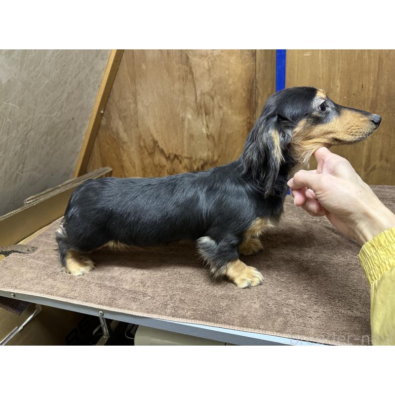 販売中の青森県のミニチュアダックスフンド(ロングヘアード)-445465の2枚目