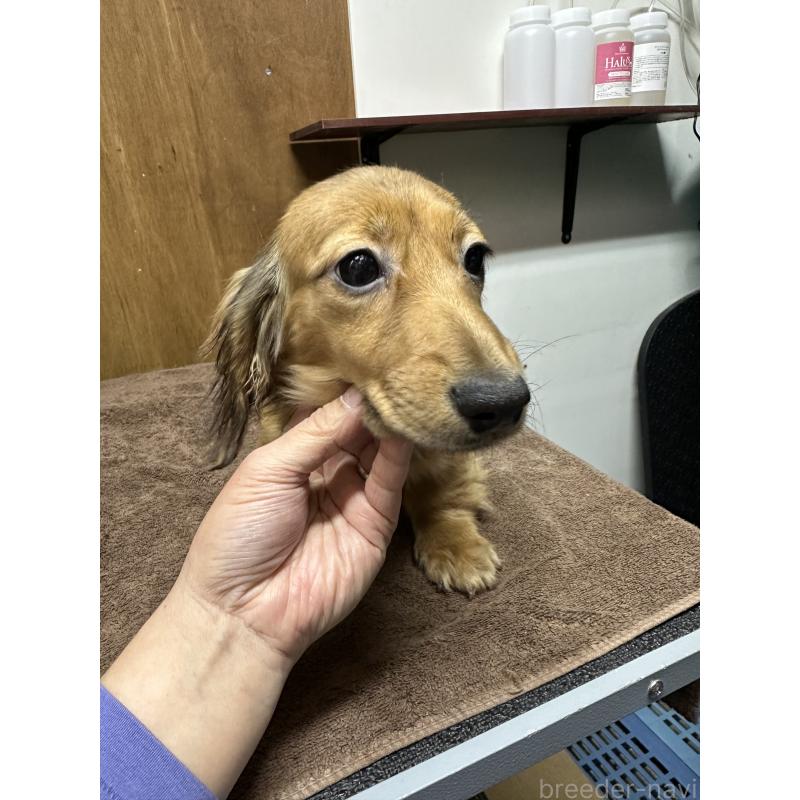 販売中の青森県のミニチュアダックスフンド(ロングヘアード)-445466の4枚目