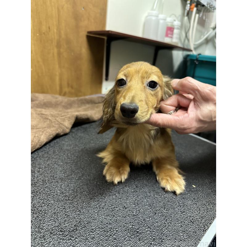 販売中の青森県のミニチュアダックスフンド(ロングヘアード)-445466の3枚目