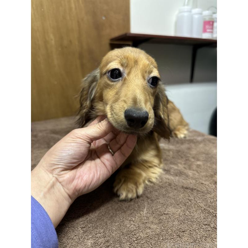 販売中の青森県のミニチュアダックスフンド(ロングヘアード)-445466の2枚目