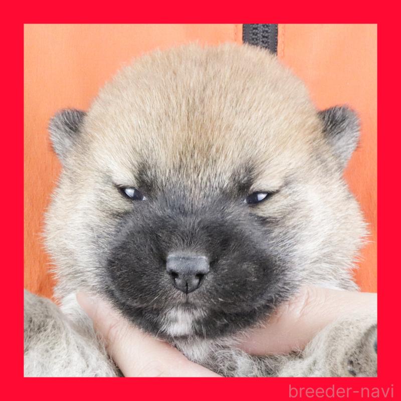 販売中の愛知県の柴犬-445467の1枚目