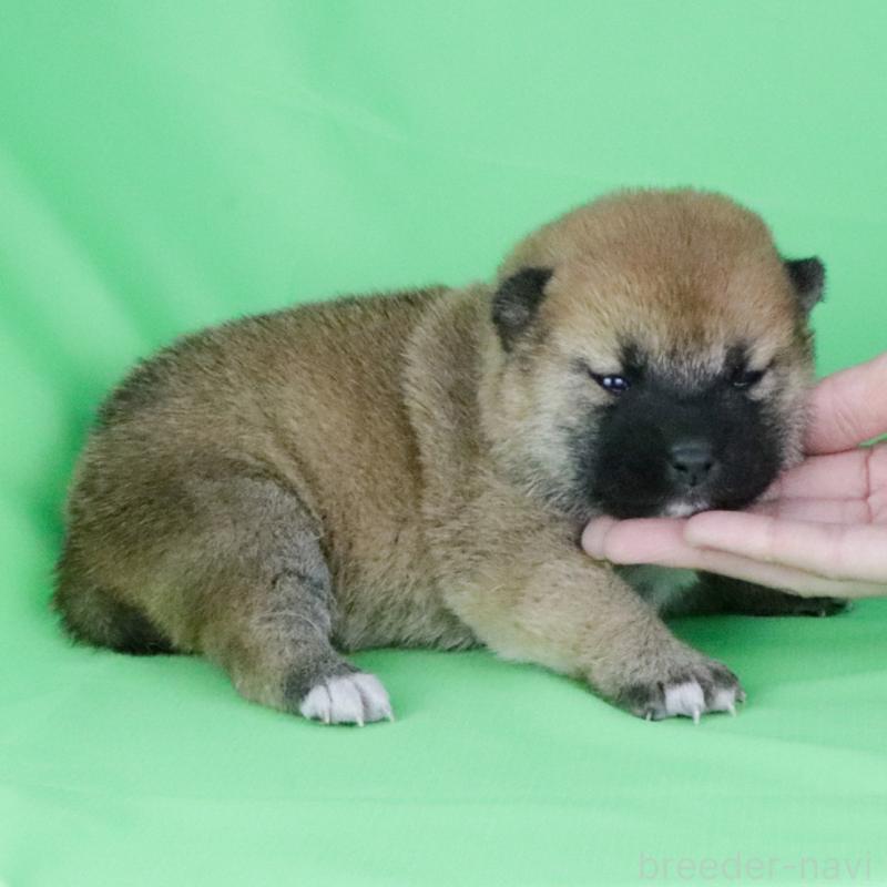 販売中の愛知県の柴犬-445467の3枚目