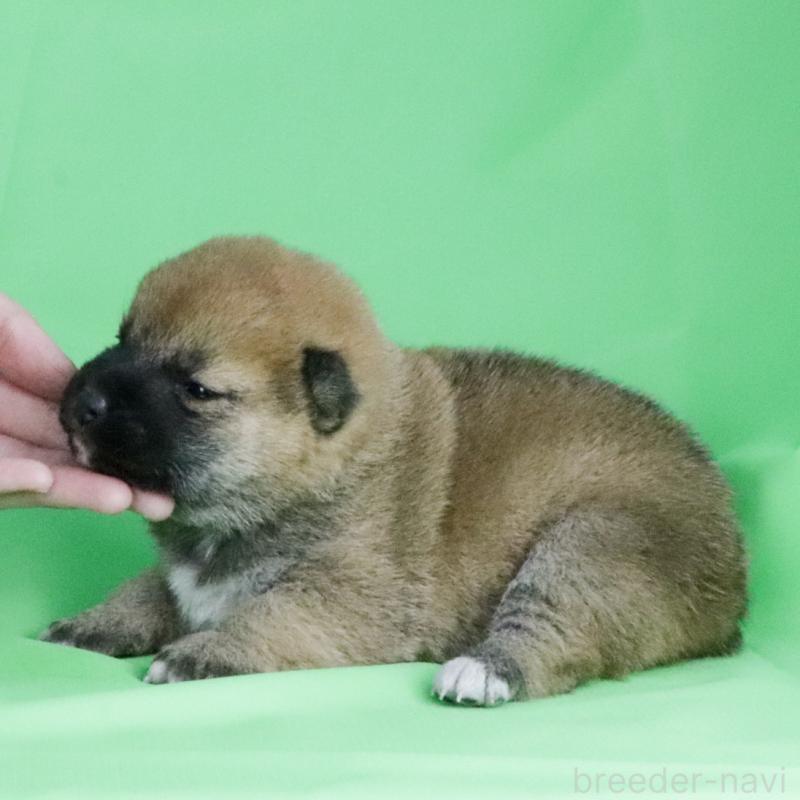 販売中の愛知県の柴犬-445467の2枚目