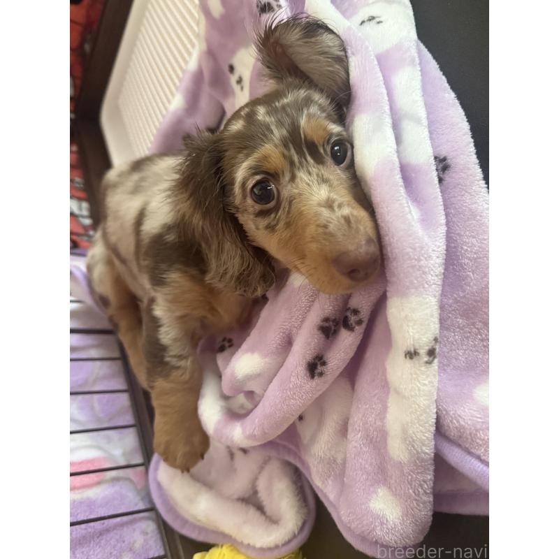 販売中の栃木県のミニチュアダックスフンド(ロングヘアード)-445468の4枚目