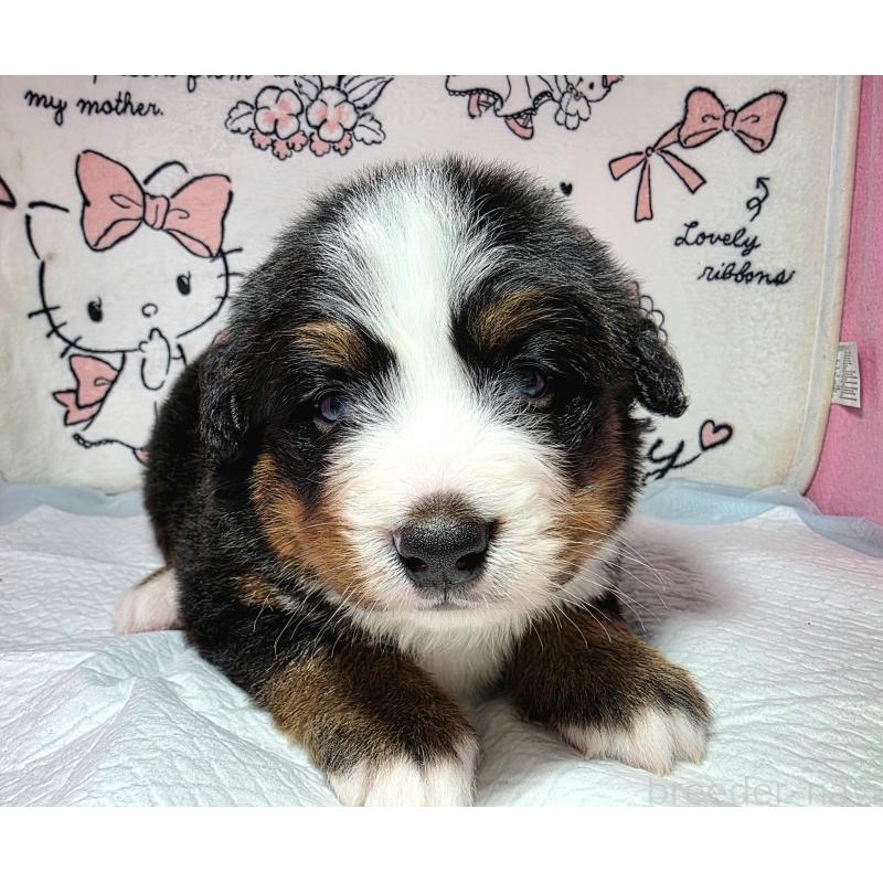 販売中の静岡県のバーニーズマウンテンドッグ-443729