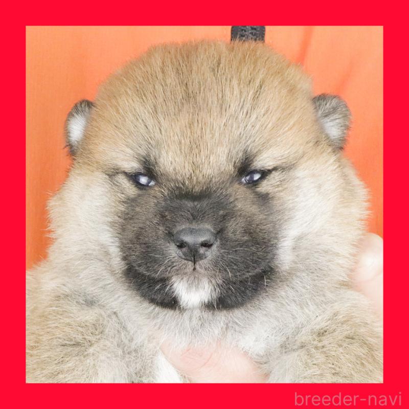 販売中の愛知県の柴犬-445469の1枚目