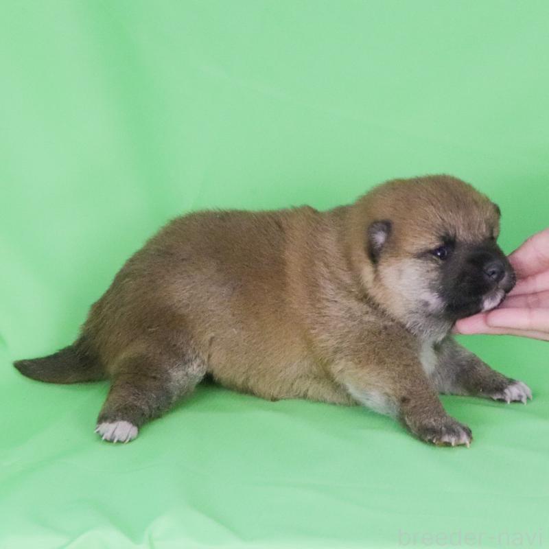 販売中の愛知県の柴犬-445469の3枚目