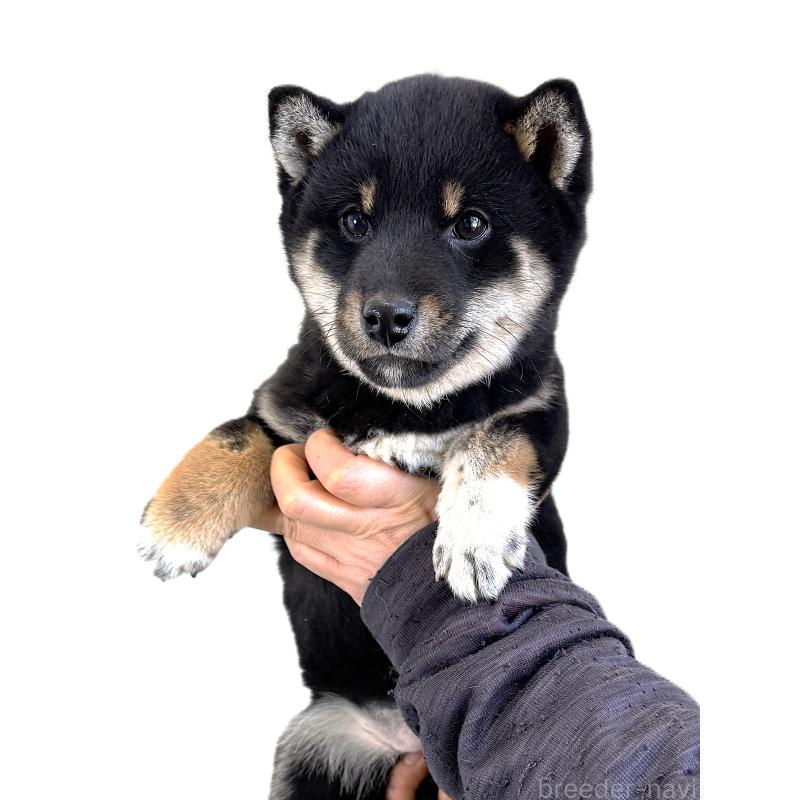 販売中の宮城県の柴犬-445490の5枚目