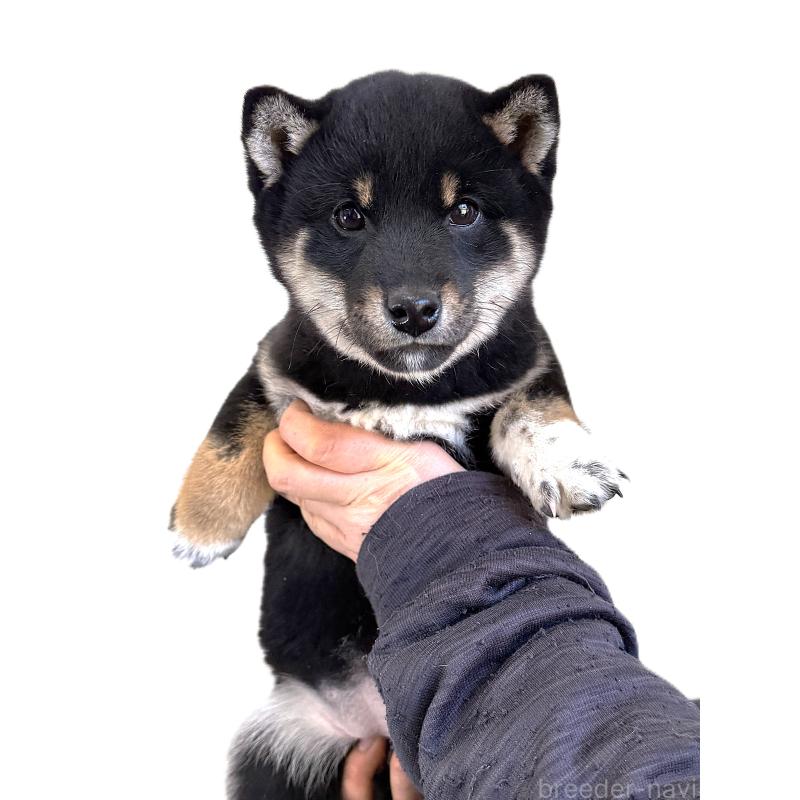 販売中の宮城県の柴犬-445490の4枚目