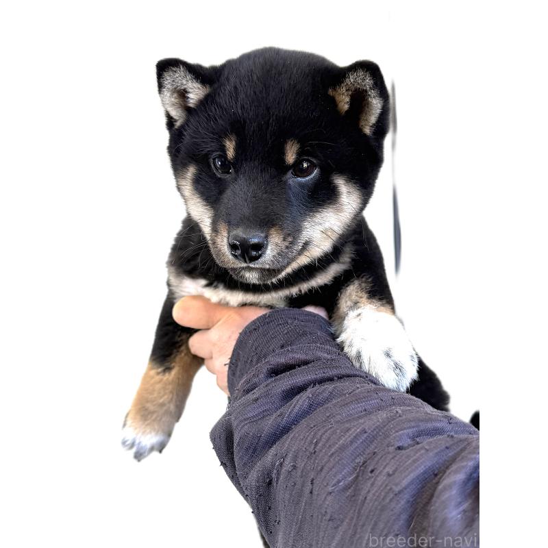 販売中の宮城県の柴犬-445490の3枚目