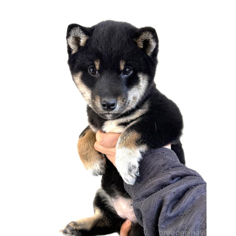 販売中の宮城県の柴犬-445490の2枚目