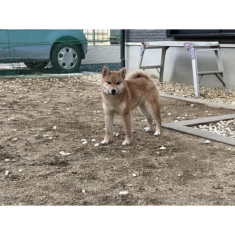 販売中の岡山県の柴犬-394573