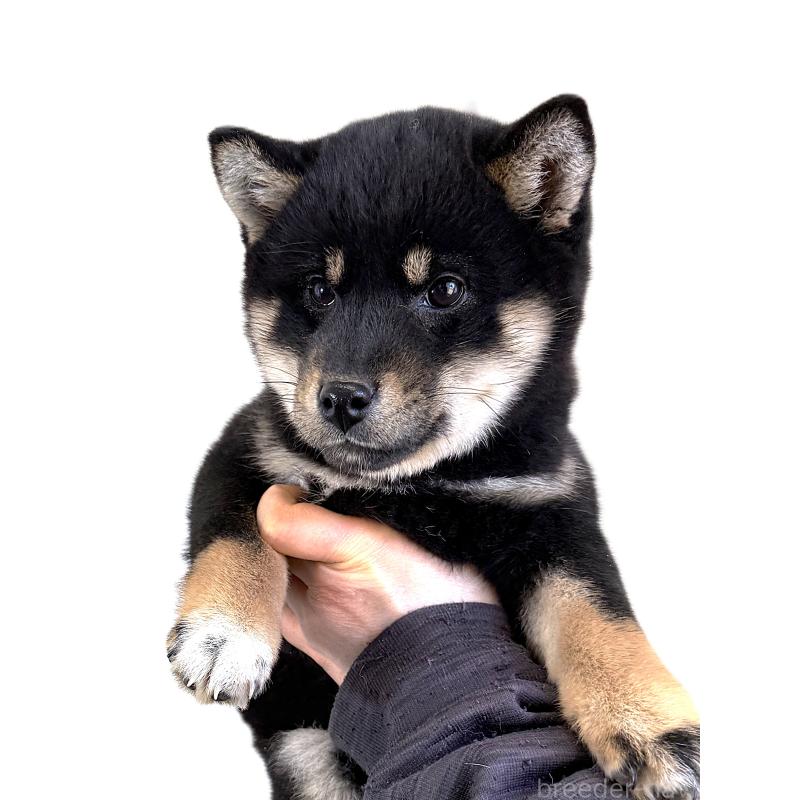 販売中の宮城県の柴犬-445491の5枚目