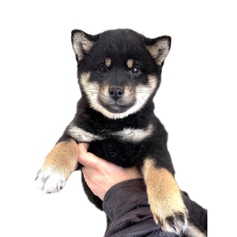 販売中の宮城県の柴犬-445491の4枚目