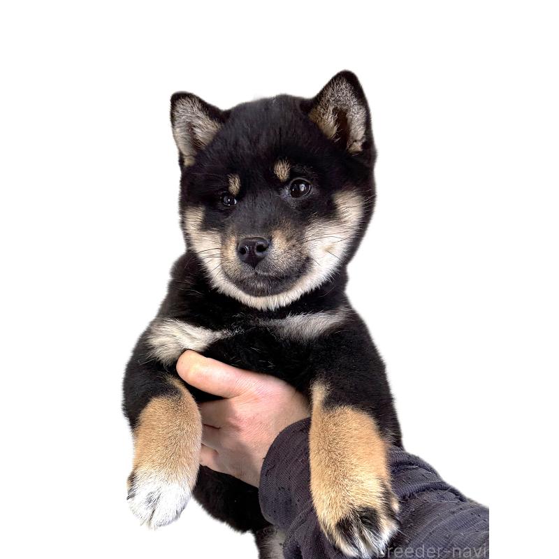 販売中の宮城県の柴犬-445491の3枚目