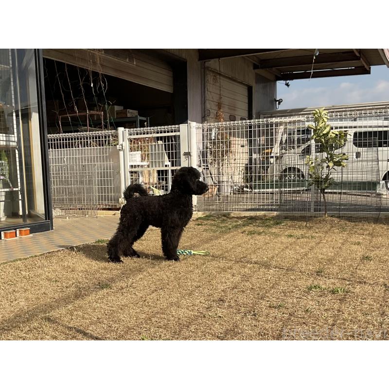 販売中の三重県のスタンダードプードル-416604の3枚目