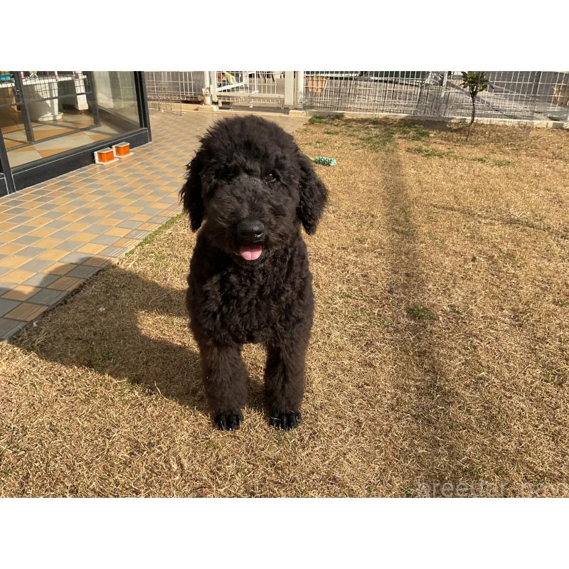販売中の三重県のスタンダードプードル-416604の2枚目