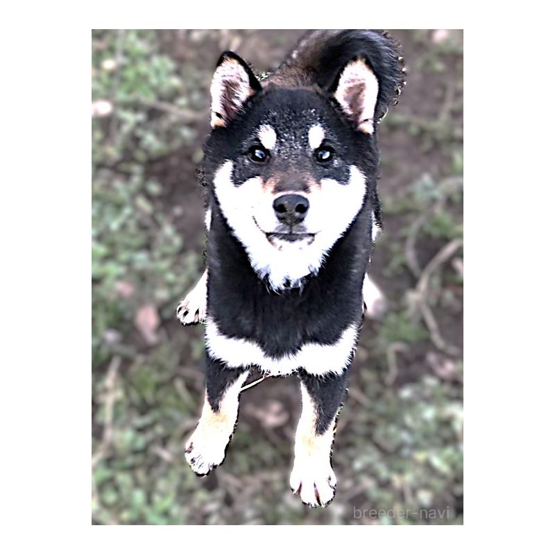 販売中の宮城県の柴犬-445492の8枚目