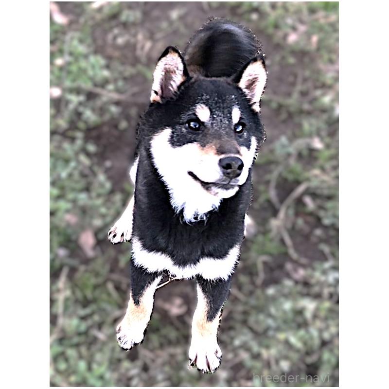 販売中の宮城県の柴犬-445492の7枚目