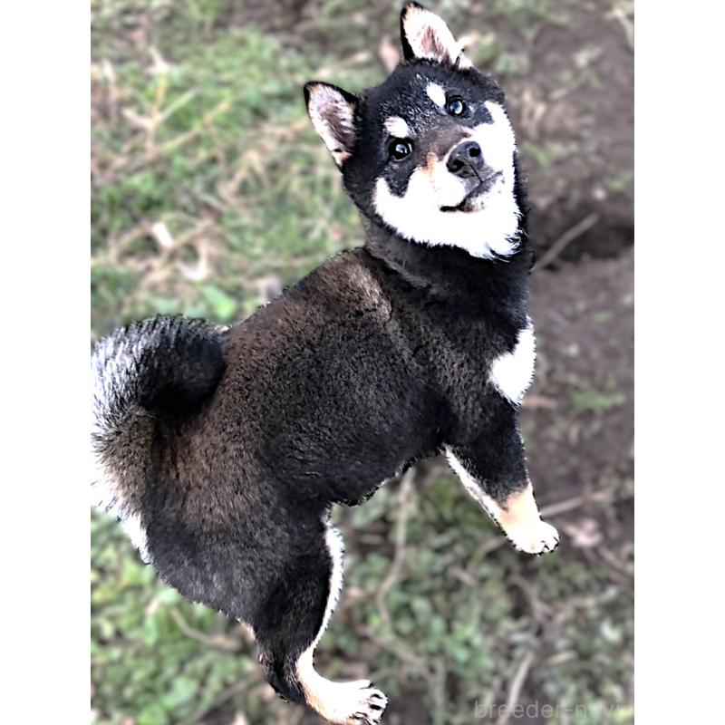 販売中の宮城県の柴犬-445492の6枚目