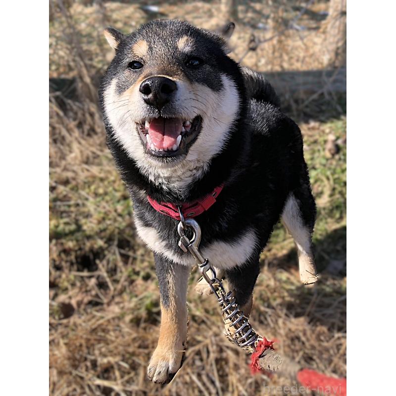 販売中の宮城県の柴犬-445492の5枚目