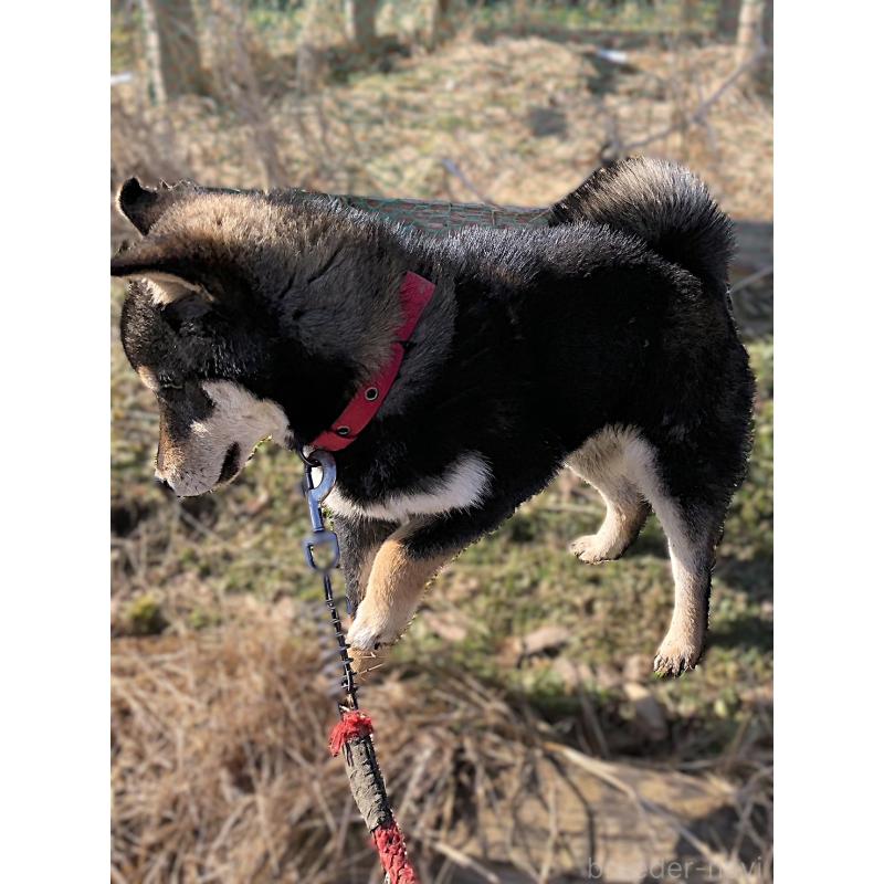 販売中の宮城県の柴犬-445492の4枚目
