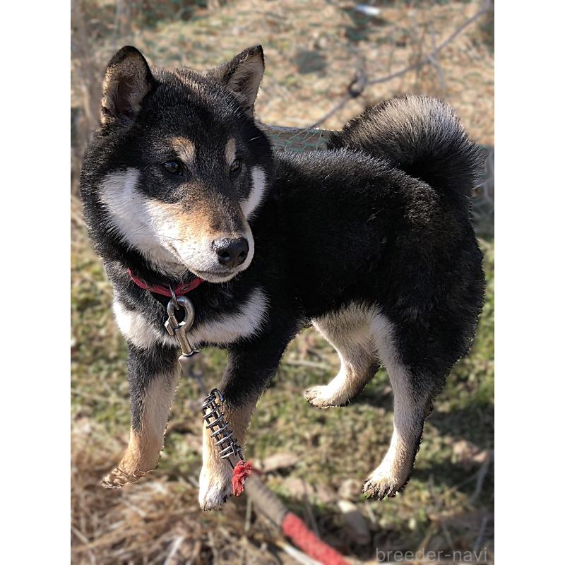 販売中の宮城県の柴犬-445492の3枚目