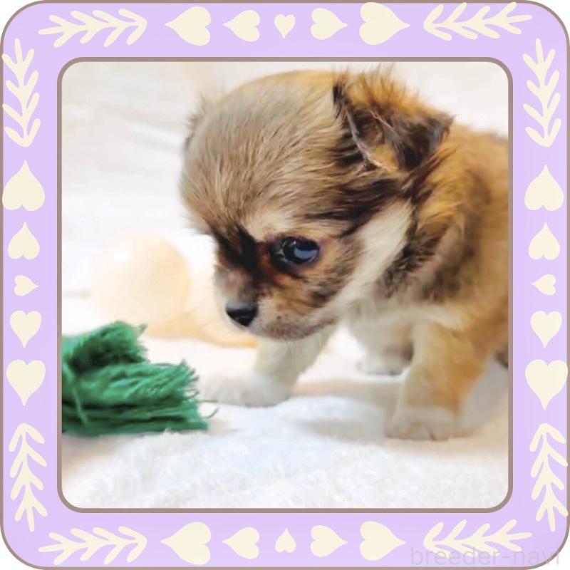 販売中の大阪府のチワワ(ロングコート)-445493の15枚目