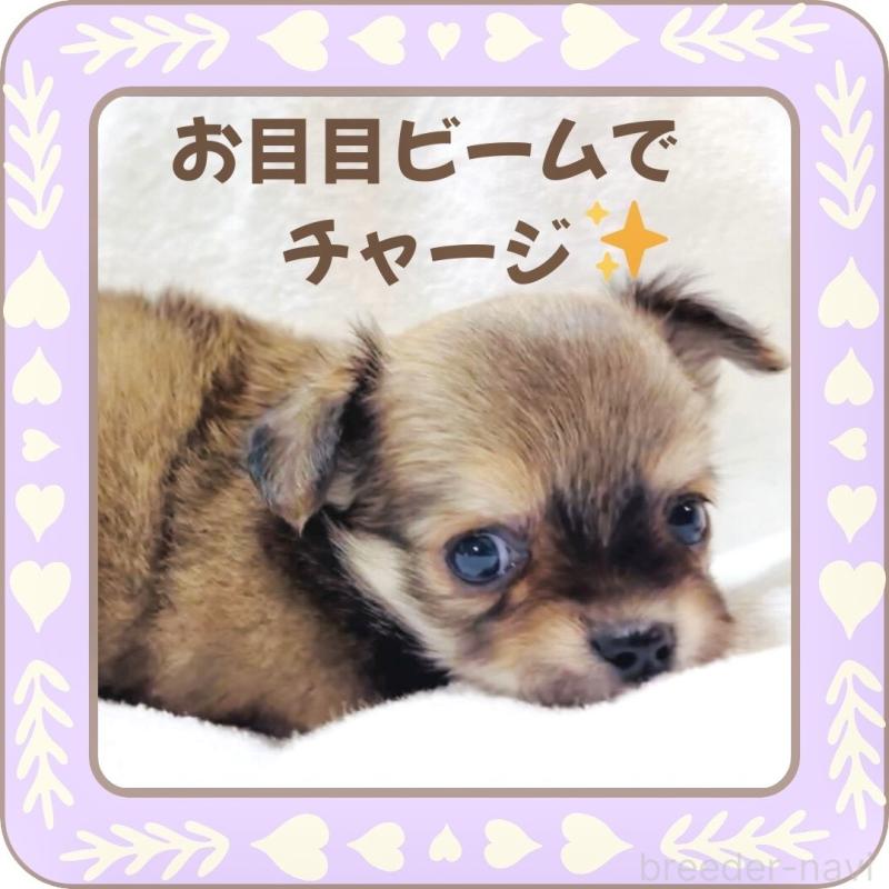 販売中の大阪府のチワワ(ロングコート)-445493の14枚目