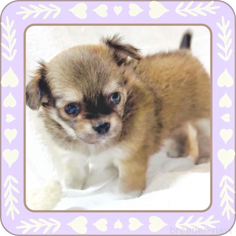 販売中の大阪府のチワワ(ロングコート)-445493の13枚目