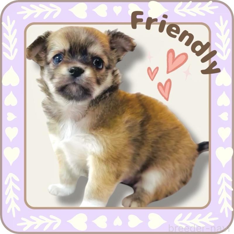 販売中の大阪府のチワワ(ロングコート)-445493の1枚目