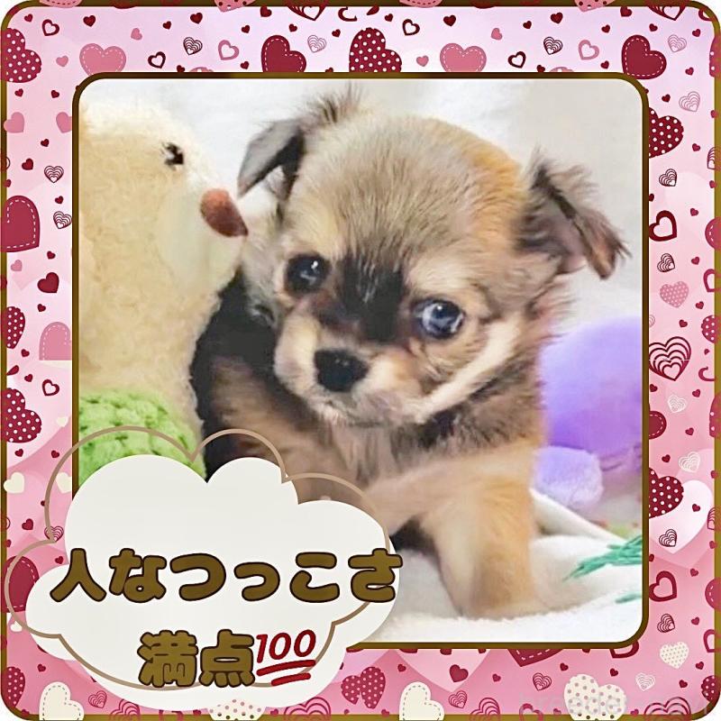 販売中の大阪府のチワワ(ロングコート)-445493の11枚目