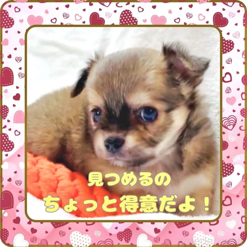 販売中の大阪府のチワワ(ロングコート)-445493の10枚目