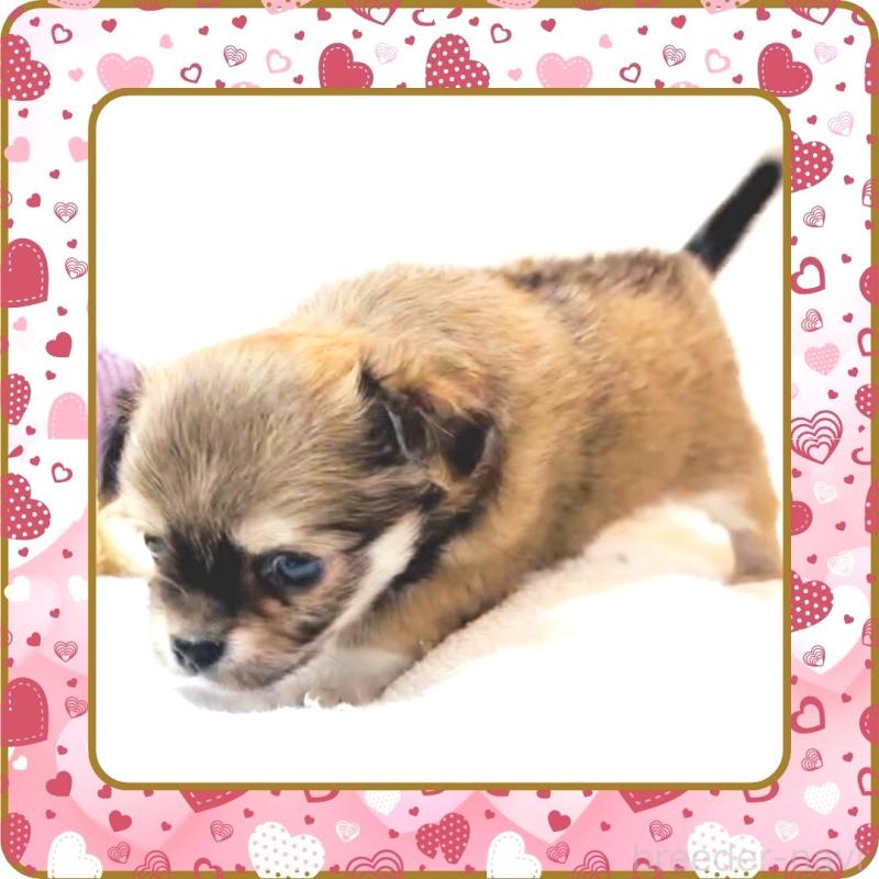 販売中の大阪府のチワワ(ロングコート)-445493の8枚目