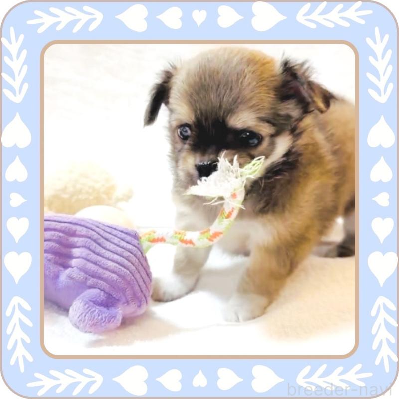 販売中の大阪府のチワワ(ロングコート)-445493の7枚目