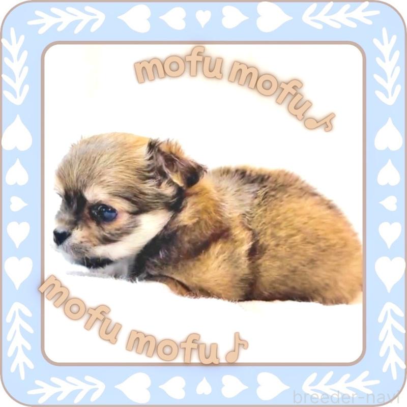 販売中の大阪府のチワワ(ロングコート)-445493の6枚目