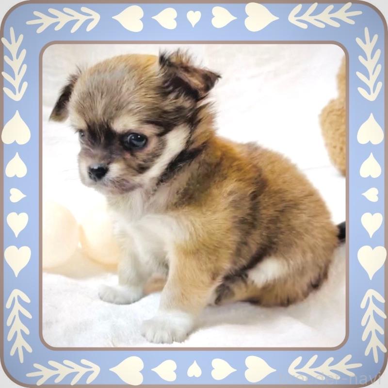 販売中の大阪府のチワワ(ロングコート)-445493の5枚目