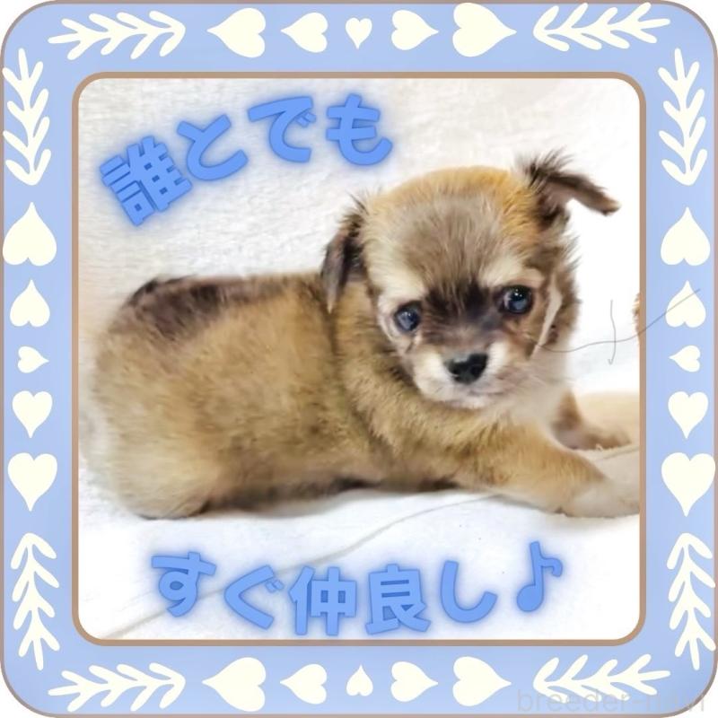 販売中の大阪府のチワワ(ロングコート)-445493の4枚目