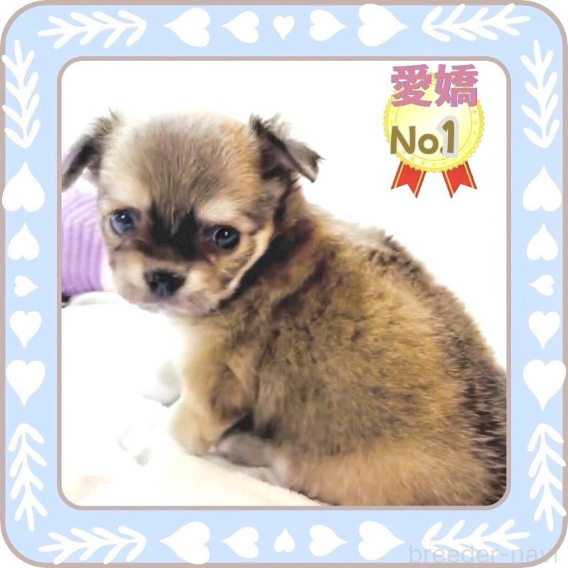 販売中の大阪府のチワワ(ロングコート)-445493の2枚目