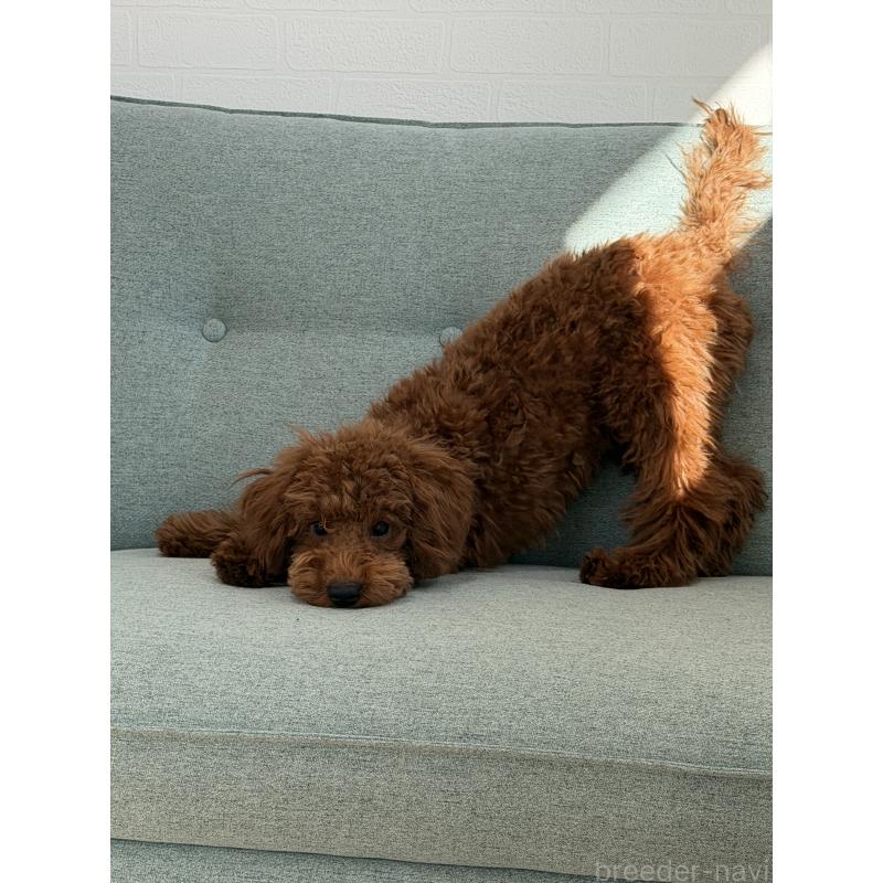 成約済の群馬県のトイプードル-439816の2枚目