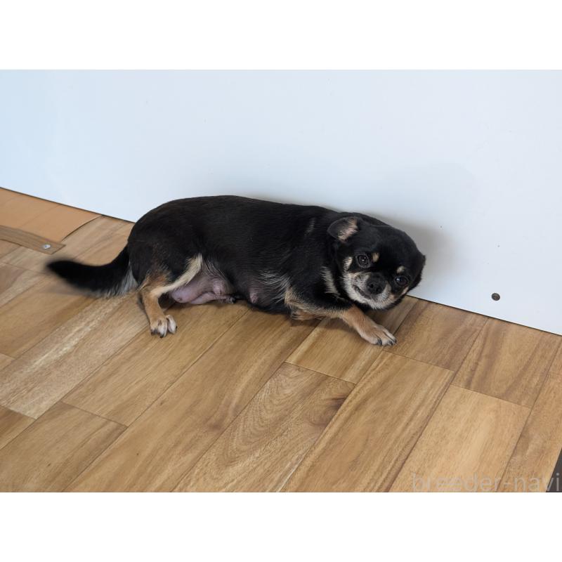 ヒマワリちゃん1枚目