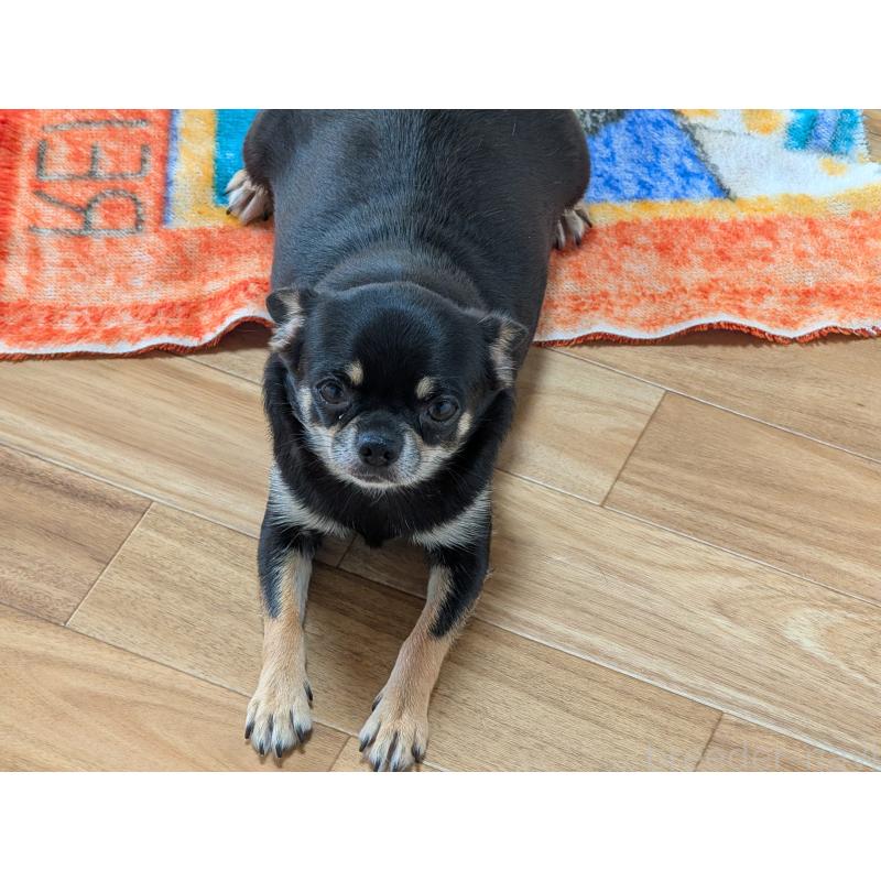 ヒマワリちゃん1枚目