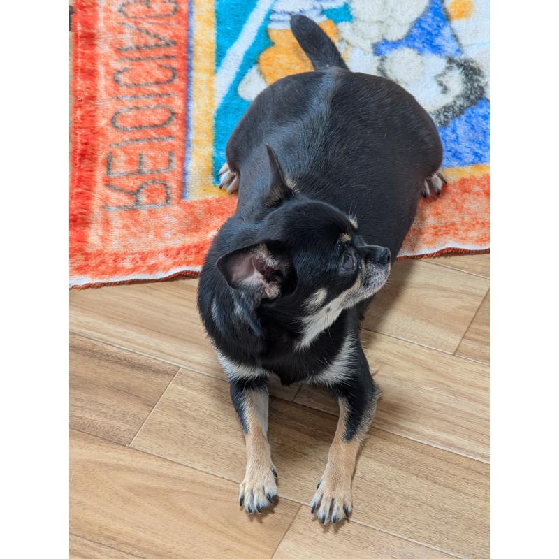 ヒマワリちゃん1枚目