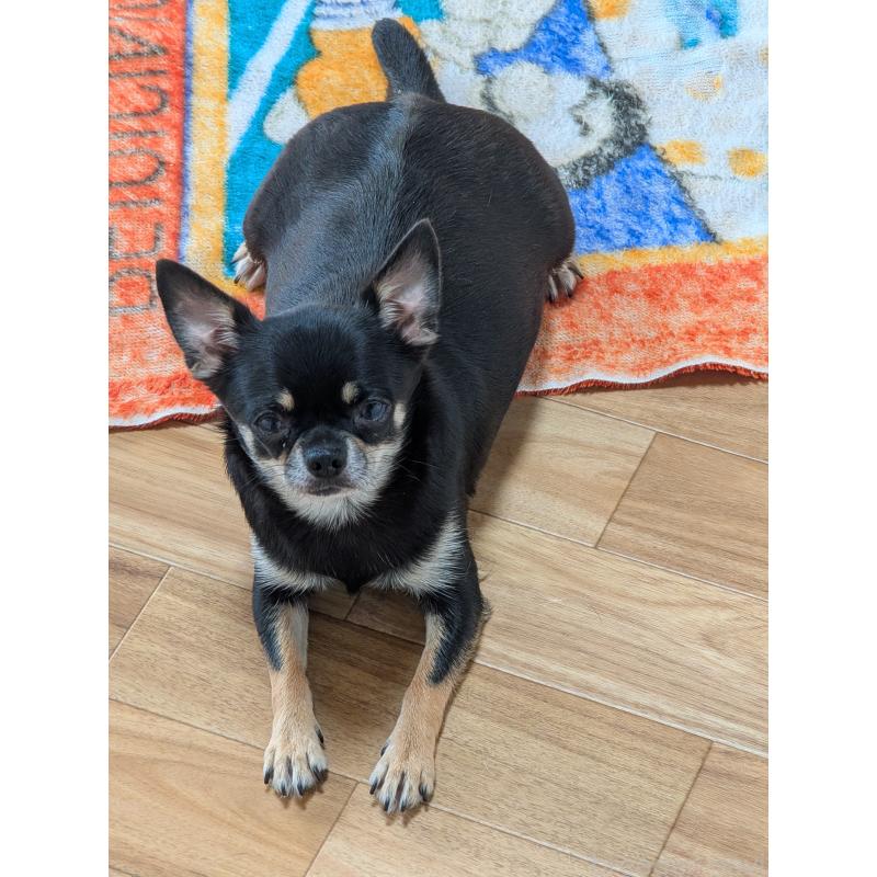 ヒマワリちゃん1枚目