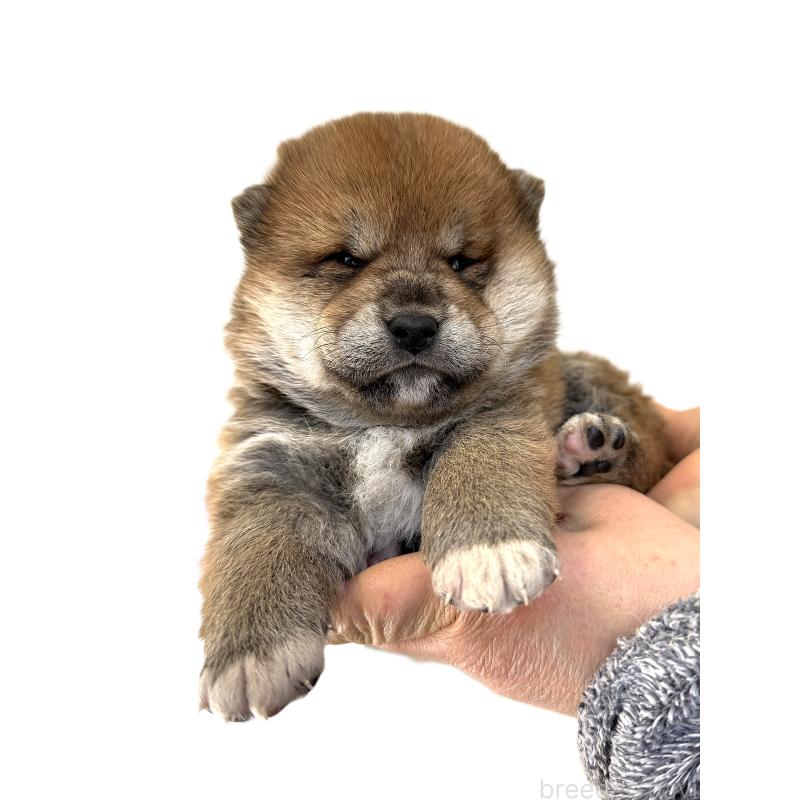 販売中の宮城県の柴犬-445496の5枚目