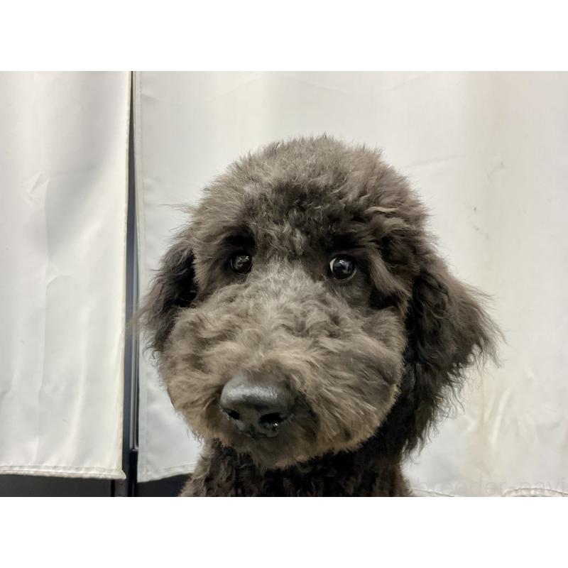 販売中の三重県のスタンダードプードル-426066の3枚目